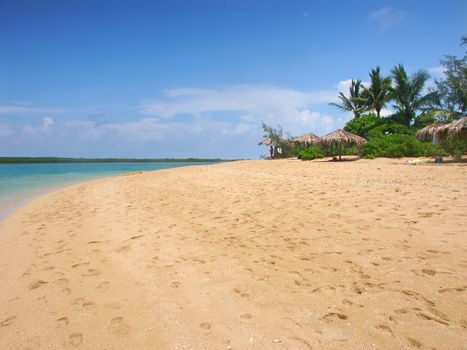 Tropical beach on the Low Isles in beautiful Queensland, Australia.