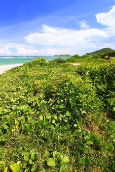 Tropical vegetation grows along the coast at Anse de Sables Beach in Saint Lucia.