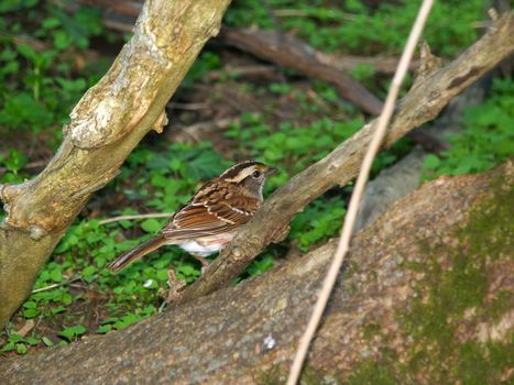 A White-throated Sparrow (Zonotrichia albicollis) in the forest at Espenscheid Forest Preserve - Illinois.