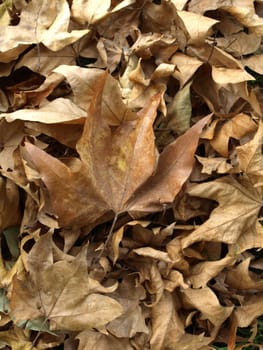 Falling leaves of sycamore tree background in Autumn