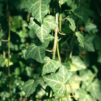 Green ivy plants background