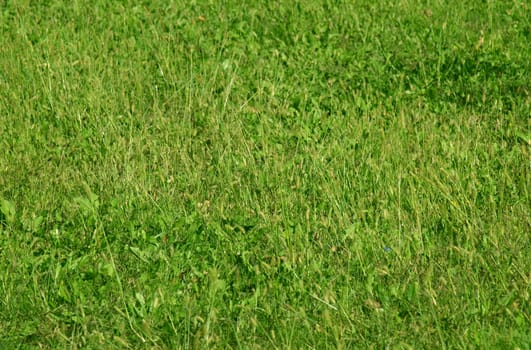 Green grass meadow lawn background