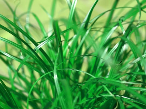 Green grass meadow weed background