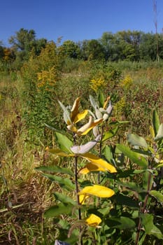 View of the prairie at Pecatonica Wetlands Forest Preserve in northern Illinois.