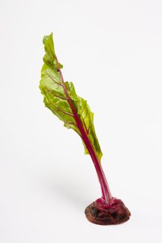 Fresh beetroot  leaf in  isolated white background