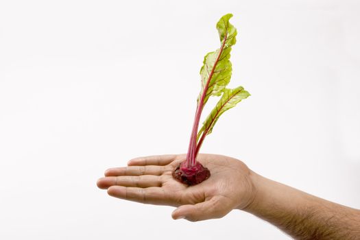 Fresh beetroot  leaf in  isolated white background
