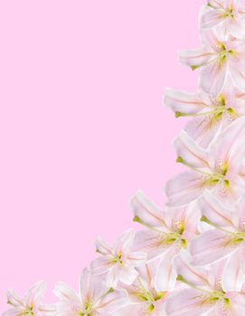 pink lilium border isolated on pink background