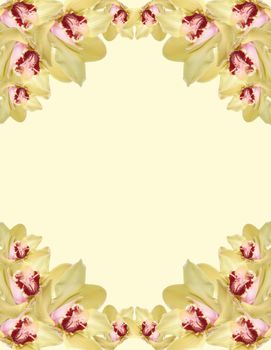 orchid flowers border isolated on white background