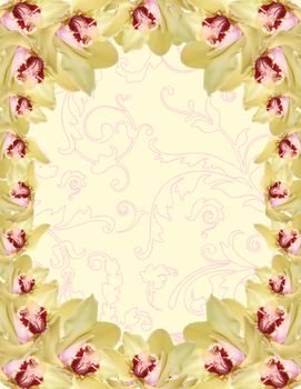 orchid flowers border isolated on color background