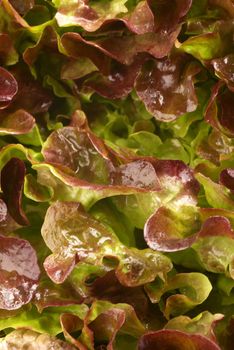 Detail take of a fresh lollo rosso lettuce