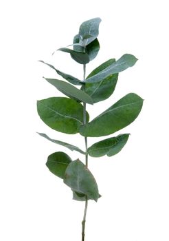 Eucalyptus leaves isolated on white background.