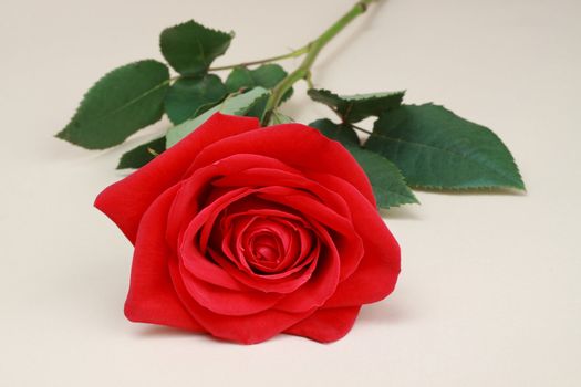 single red rose, beige background