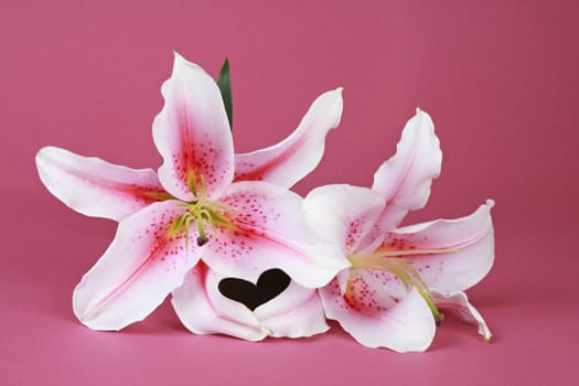 pink and white lilies, isolated on pink background