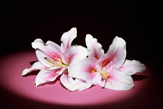 pink and white lilies, isolated on pink and black background