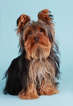 yorkshire dog, blue background