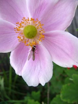 Japanese Anemone flower in bloom, with an insect.
