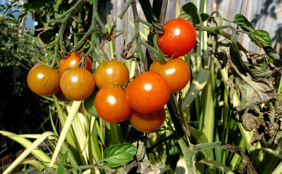 Some ripening tomatoes growing in a garden.