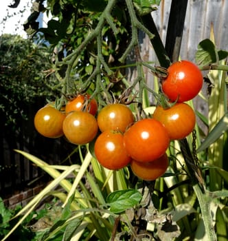 Some ripening tomatoes growing in a garden.