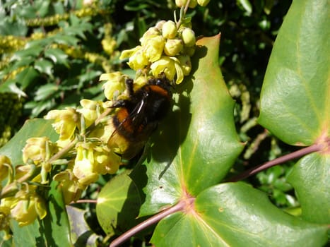 
Close up of a bee looking for pollen.