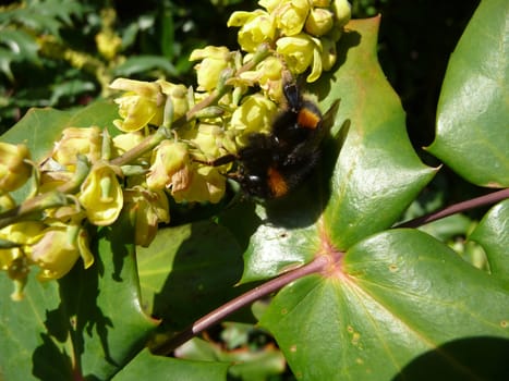 
Close up of a bee looking for pollen.