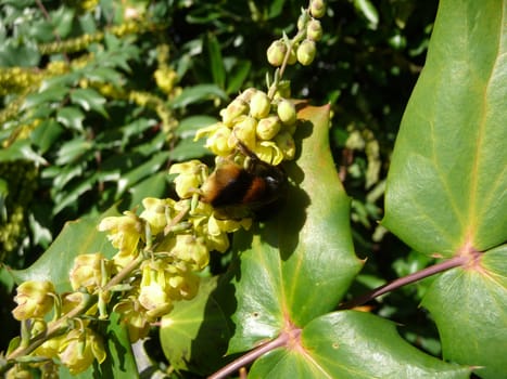 
Close up of a bee looking for pollen.