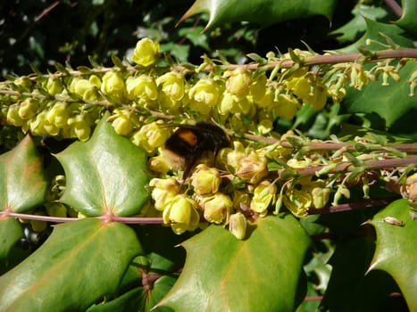 
Close up of a bee looking for pollen.