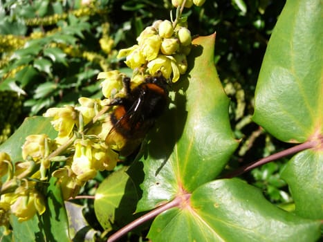 
Close up of a bee looking for pollen.