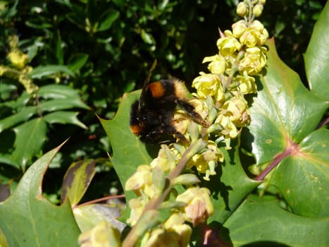 
Close up of a bee looking for pollen.