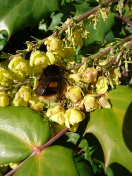 
Close up of a bee looking for pollen.