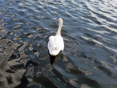 Swan floating on Eagle Pond.
