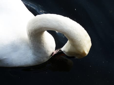 Swan floating on Eagle Pond.