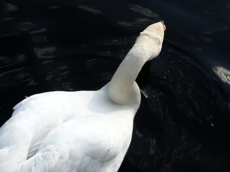 Swan floating on Eagle Pond.