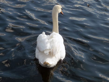 Swan floating on Eagle Pond.