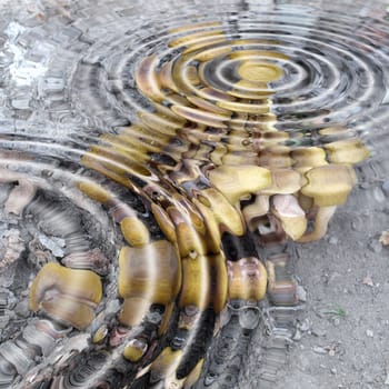 Natural background with mushrooms under rippled water