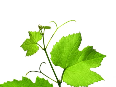 Vine vitis grapevine