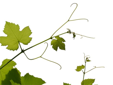 Vine vitis grapevine