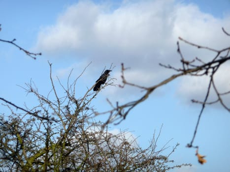 A crow sitting on a branch in Epping Forest.