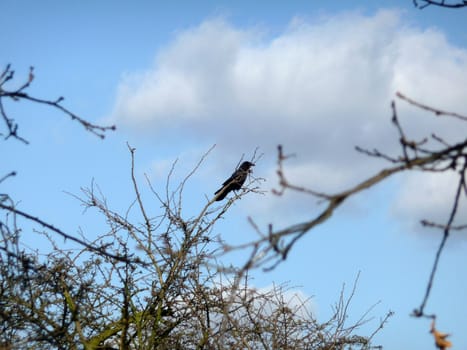 A crow sitting on a branch in Epping Forest.