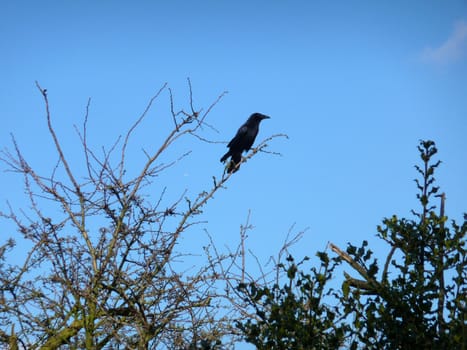 A crow sitting on a branch in Epping Forest.