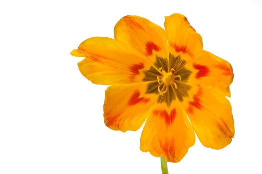 detail of a orange tulip isolated on white