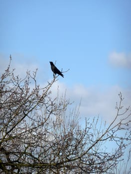 A crow sitting on a branch in Epping Forest.
