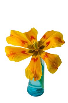 detail of a orange tulip isolated on white