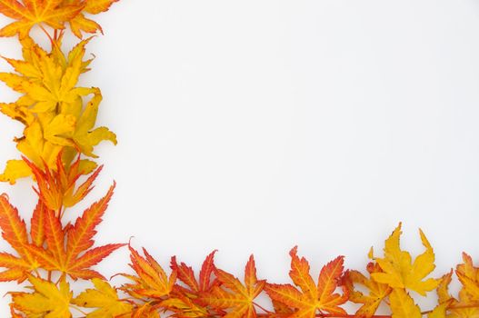A frame made of maple autumn leaves