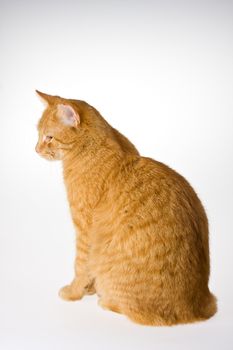 small cat isolated on white background