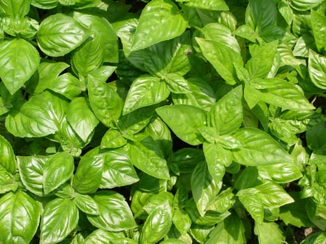Basil