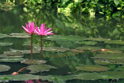 Water lily in full bloom in the pond