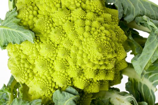 single romanesco vegetable isolated on white