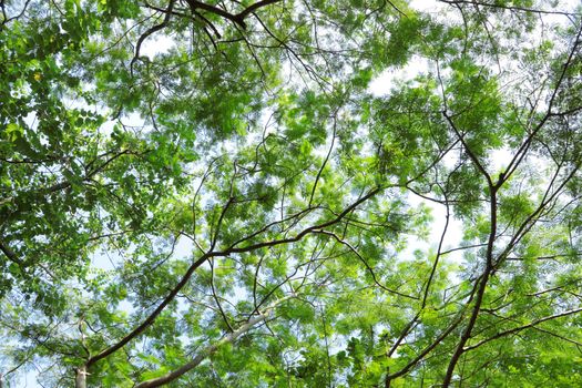 Tree canopy