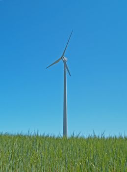 A wind turbin in a cornfield
