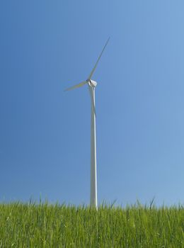 A wind turbin in a cornfield
